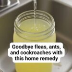 Eliminate fleas, ants, and cockroaches effectively with this home remedy
