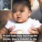 Pit bull found dragging the baby across the floor by her diaper – seconds later everyone is hailing her a hero