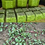 What Happens to Your Body if You Eat Purslane Every Day