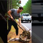 A Desperate Deer Was Trapped by a Giant Python…Until a Stranger Stepped In