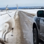 He followed hoofprints to a crater, what happened next will warm you