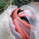In My Yard, I Found a Slimy Red Creature With a Horrible Smell — What It Turned Out to Be Shocked Me