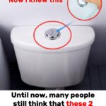 Those Two Flush Buttons Aren’t Just a Design Choice