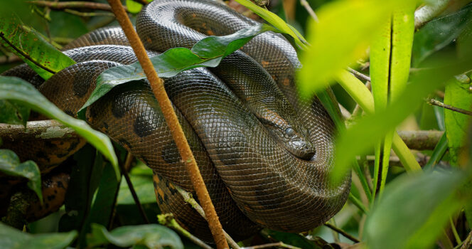 Man tried to get eaten alive by snake – instantly regretted it